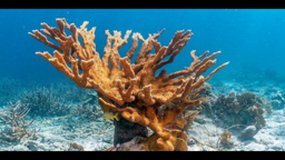 Les coraux - film des CP et CE1 pour JRASE Océanopolis