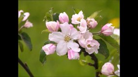 la reproduction du cerisier (jeulin)