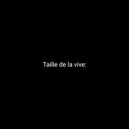 la vive
