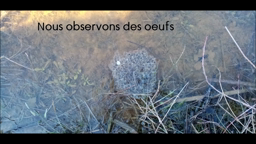La mare en hiver