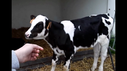 La ferme