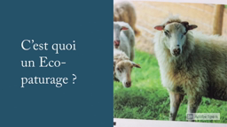 Concours Citoyen et Reporter Collège Kerfontaine - 2021 : un écopâturage à Pluneret