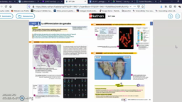 TP3 consignes différenciation gonades