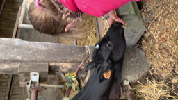 Veau ensilage