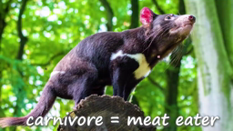 Tasmanian Devil