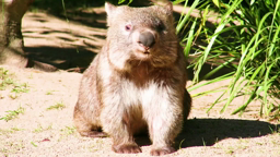 Wombat