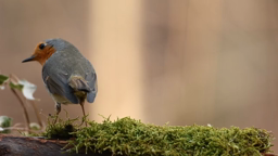 Oiseau