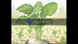 The enormous turnip