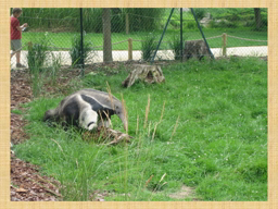 Visite au zoo de la Bourbansais