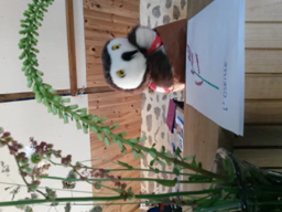 chronique 30 : Les herbes