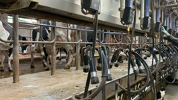 vaches traites