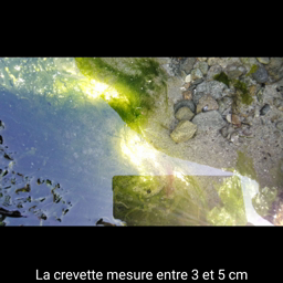 La crevette