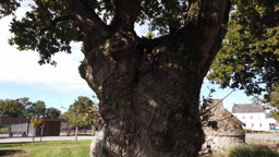 L'arbre à petits êtres court-métrage