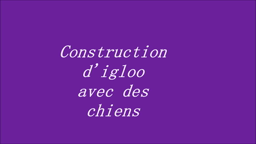 Construction d'igloo avec des chiens