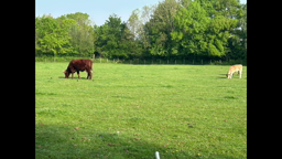 VISITE À LA FERME DE LA BINTINAIS