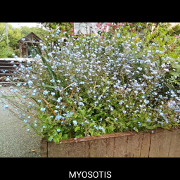 Myosotis 2