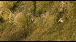 Vallée des loups distinguer fiction, documentaire et reportage cycle 3 Ecole et Cinéma