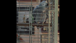 Jimmy