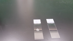Catalase test