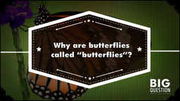Butterflies and biomimicry