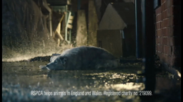 Rspca