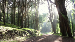  Lecture de l’œuvre d’Hélène Dorion, Mes forêts, « Mes forêts sont de longues tiges d’histoire »1ère, Lycée Laënnec