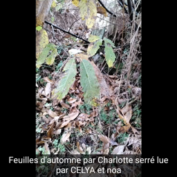 classe dehors