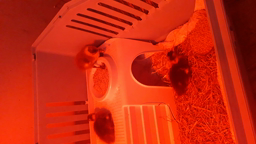 Canetons dans leur maison