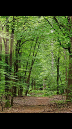 Lecture de l’œuvre d’Hélène Dorion, Mes forêts, poème liminaire, 1ère, Lycée Laënnec