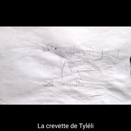AME Le Conquet : La crevette 1