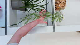 Comment bouturer une plante et l'utilisation de la peau de banane comme engrais