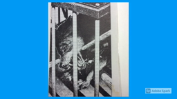 Concours Citoyen et Reporter Collège Kerfontaine - 2021 : les droits des animaux