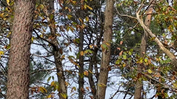 écureuils qui jouent