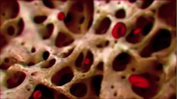 The role of red blood cells in anemia