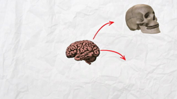 Fonctionnement du cerveau - Cycle 2