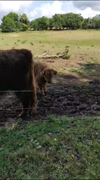 les vaches 