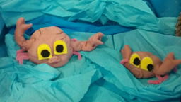 Pas de panique petit crabe PS/MS