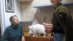 CR 2022 Les chats - 406