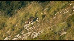 Vallée des loups distinguer fiction et documentaire cycle 2 Ecole et Cinéma