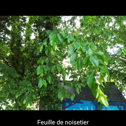 Noisetier