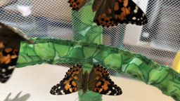 Les papillons