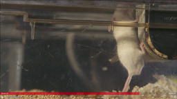 microbiote et comportement (extrait du Film Le ventre, notre deuxième cerveau)