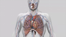 L'appareil respiratoire