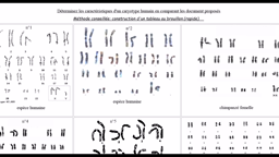 Exploitation d'un caryotype