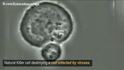 Un lymphocyte T detruit une cellule infectée par des virus