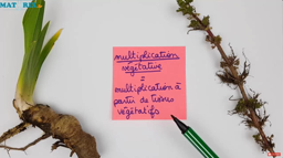 Reproduction végétative