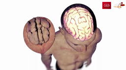 Comment ça marche : le cerveau et les neurones