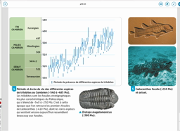 Fossiles stratigraphiques et échelle stratigraphique