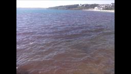 GRS2019-CLG LES SABLES BLANCS-CONCARNEAU-Le plancton