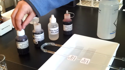 Gram stain